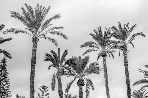 Date palm trees in the palm grove of Elche, Alicante province, Spain; black and white image
