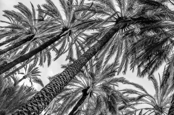 Palmiers Dattiers Dans Palmeraie Elche Province Alicante Espagne Image Noir — Photo