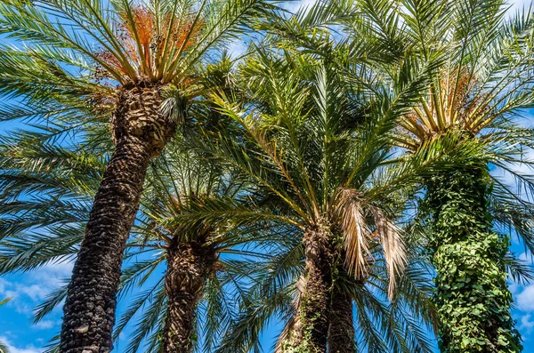 Palmiers Dattiers Dans Palmeraie Elche Province Alicante Espagne — Photo