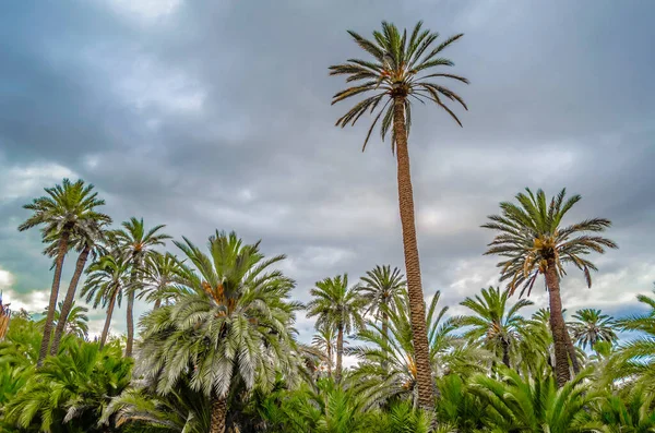 İspanya 'nın Alicante ilinde, Elche palmiye bahçesinde hurma ağaçları.