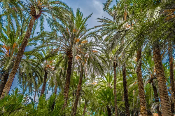 Date palm trees in the palm grove of Elche, Alicante province, Spain