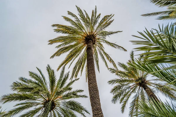 Palmiers Dattiers Dans Palmeraie Elche Province Alicante Espagne — Photo
