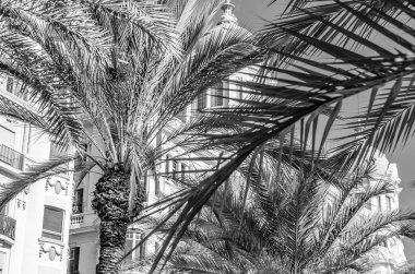 İspanya 'nın Akdeniz kenti Alicante' de mimari ve palmiye ağaçları; siyah ve beyaz resim