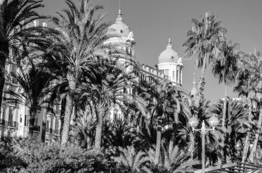 İspanya 'nın Akdeniz kenti Alicante' de mimari ve palmiye ağaçları; siyah ve beyaz resim
