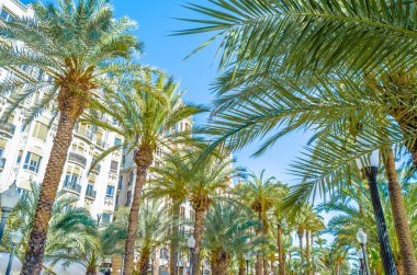 İspanya 'nın Akdeniz kenti Alicante' de mimari ve palmiye ağaçları; renkli çizimler