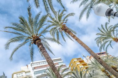 İspanya 'nın Akdeniz kenti Alicante' de mimari ve palmiye ağaçları; renkli çizimler