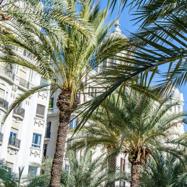 İspanya 'nın Akdeniz kenti Alicante' de mimari ve palmiye ağaçları