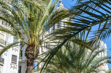 İspanya 'nın Akdeniz kenti Alicante' de mimari ve palmiye ağaçları