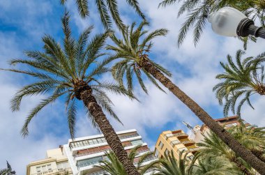 İspanya 'nın Akdeniz kenti Alicante' de mimari ve palmiye ağaçları