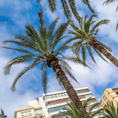 İspanya 'nın Akdeniz kenti Alicante' de mimari ve palmiye ağaçları