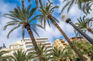 İspanya 'nın Akdeniz kenti Alicante' de mimari ve palmiye ağaçları