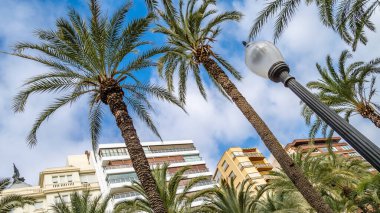 İspanya 'nın Akdeniz kenti Alicante' de mimari ve palmiye ağaçları