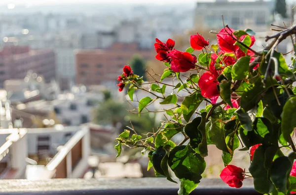 Detalhe Das Flores Vermelhas Bougainvillea Cidade Mediterrânea Alicante Espanha — Fotografia de Stock