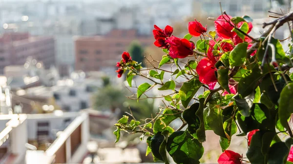 Detalhe Das Flores Vermelhas Bougainvillea Cidade Mediterrânea Alicante Espanha — Fotografia de Stock