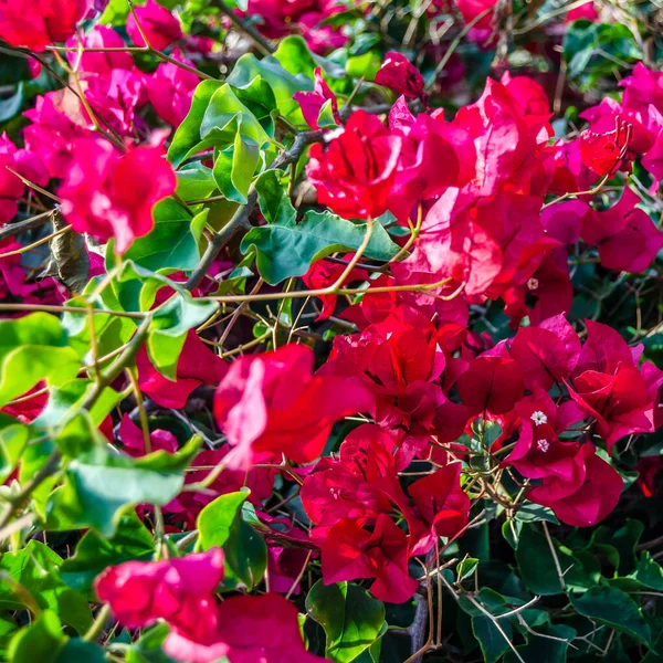 Detalhe Das Flores Vermelhas Bougainvillea Cidade Mediterrânea Alicante Espanha — Fotografia de Stock