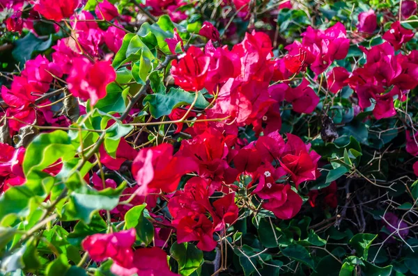 Detalhe Das Flores Vermelhas Bougainvillea Cidade Mediterrânea Alicante Espanha — Fotografia de Stock