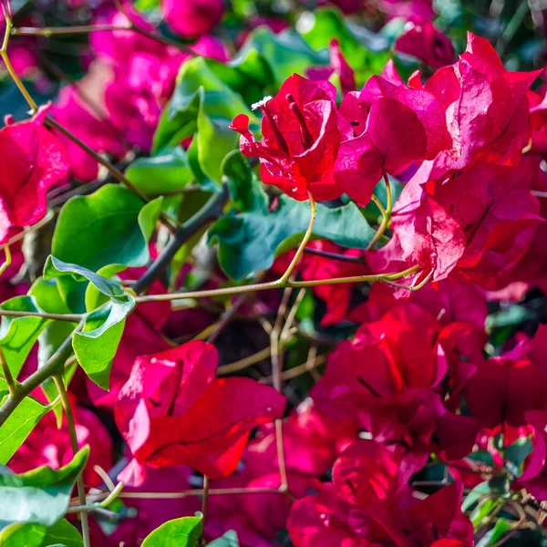 Szczegóły Czerwonych Kwiatów Bougainvillea Śródziemnomorskim Mieście Alicante Hiszpania — Zdjęcie stockowe