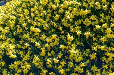 Bahçedeki renkli bahar çiçekleri, güzel doğal arka plan
