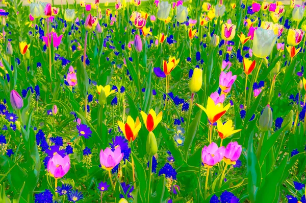 Kolorowe Ilustracje Wiosennych Kwiatów Wzór Żywe Tło — Zdjęcie stockowe