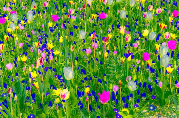 Kolorowe Ilustracje Wiosennych Kwiatów Wzór Żywe Tło — Zdjęcie stockowe