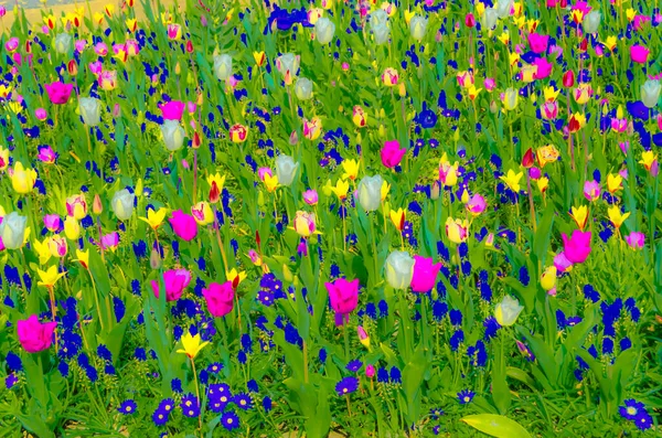 Bunte Illustration Des Frühlings Blumen Muster Lebendigen Hintergrund — Stockfoto