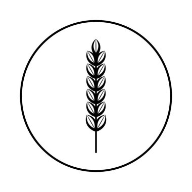 Tahıl hasadının dikenleri. Buğday, çavdar, pirinç. Beyaz arkaplanda izole edilmiş vektör resmi.