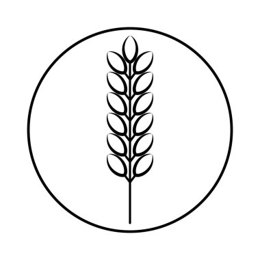 Tahıl hasadının dikenleri. Buğday, çavdar, pirinç. Beyaz arkaplanda izole edilmiş vektör resmi.