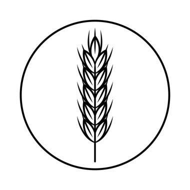 Tahıl hasadının dikenleri. Buğday, çavdar, pirinç. Beyaz arkaplanda izole edilmiş vektör resmi.