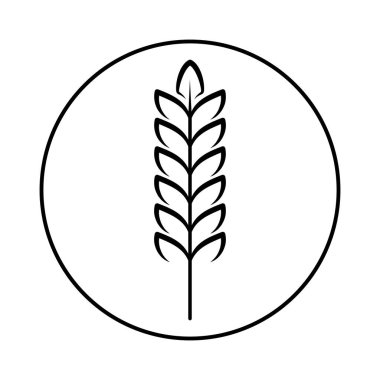 Tahıl hasadının dikenleri. Buğday, çavdar, pirinç. Beyaz arkaplanda izole edilmiş vektör resmi.