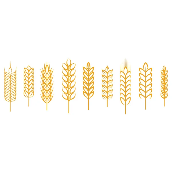 Уши Пшеницы Ржи Риса Элементы Дизайна Зерновых Вектор — стоковый вектор