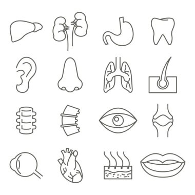 Ağ ve uygulamalar için anatomi doğrusal simgeler. Vektör grafikleri.