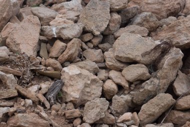 Ekolojik ve organik badem dalları.