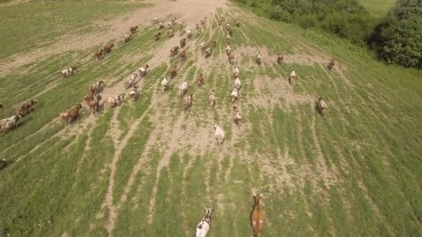 Vacas de vista aérea caminando a lo largo del camino — Vídeos de Stock