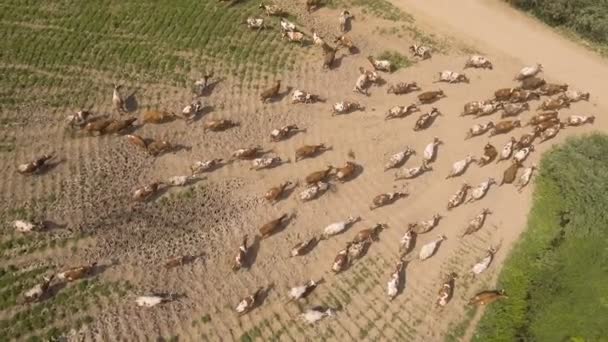 Vacas de vista aérea caminando a lo largo del camino — Vídeos de Stock