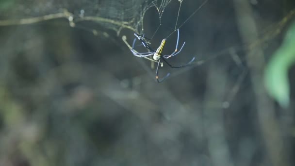 Grande araignée sur toile — Video