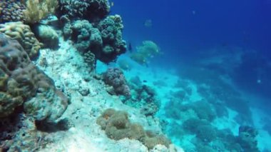 Mercan resifi ve tropikal balıklar