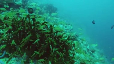 Mercan resifi ve tropikal balıklar