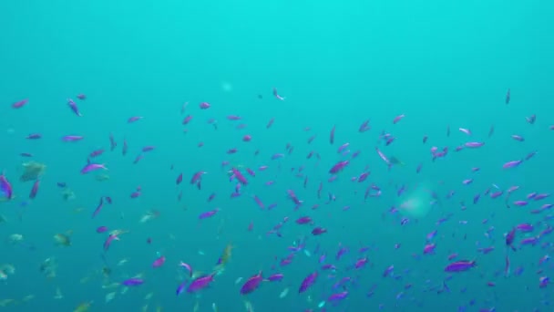 Arrecife de coral y peces tropicales — Vídeo de stock