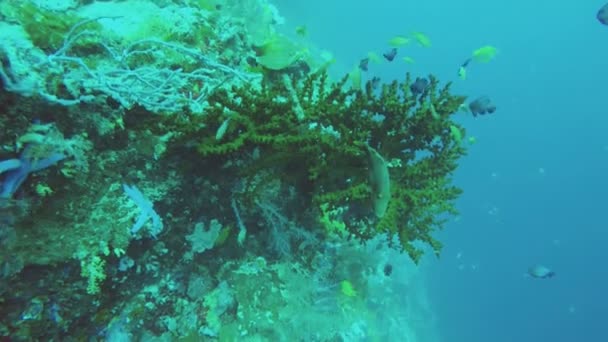 Recifes de coral e peixes tropicais — Vídeo de Stock