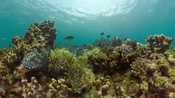 Arrecife de coral y peces tropicales — Vídeos de Stock