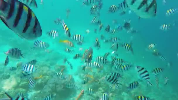 Arrecife de coral y peces tropicales — Vídeos de Stock