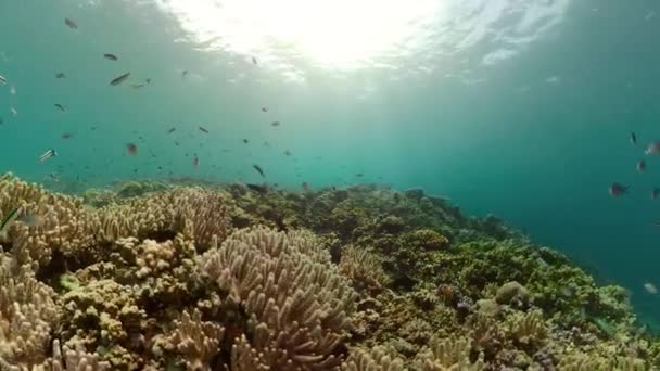 Arrecife de coral y peces tropicales — Vídeo de stock