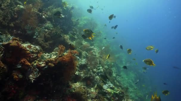 Arrecife de coral y peces tropicales — Vídeo de stock