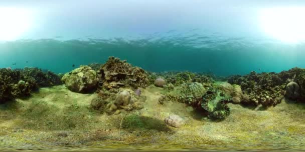 Arrecife de coral y peces tropicales — Vídeo de stock