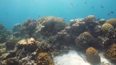 Mercan ve tropikal balık Filipinler