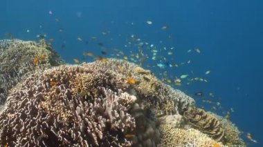 Mercan ve tropikal balık Filipinler