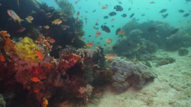 mercan resifi ve tropikal balık filippine mindoro