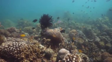 mercan resifi ve tropikal balık filippine mindoro