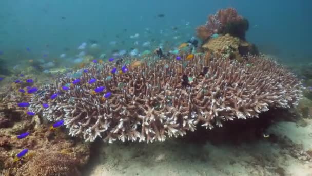 Korallenriff und tropischer Fisch Camiguin Philippinen — Stockvideo