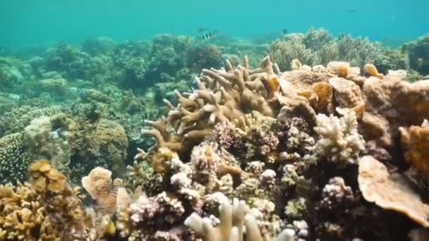 Arrecife de coral y peces tropicales en Filipinas — Vídeo de stock